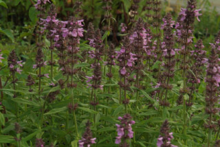 Stachys palustrisMoerasandoorn bestellen